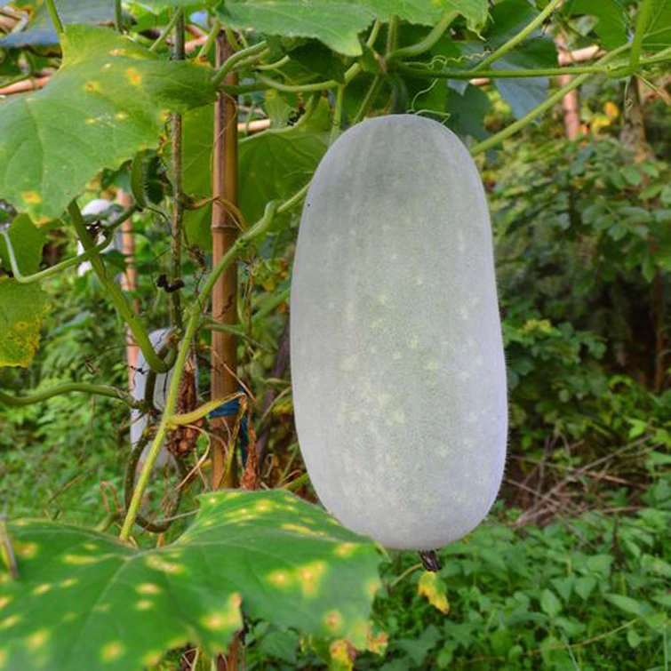 蓟县新鲜现摘小冬瓜炖菜的时令蔬菜