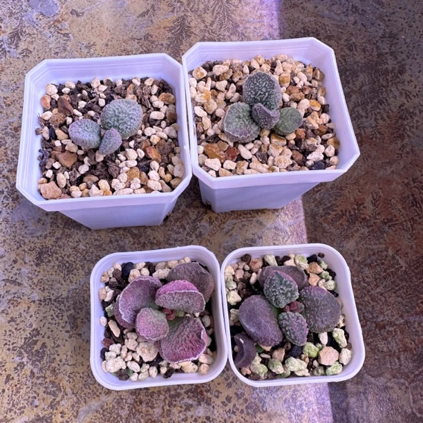 明月专拍多肉水泡 一物一拍
