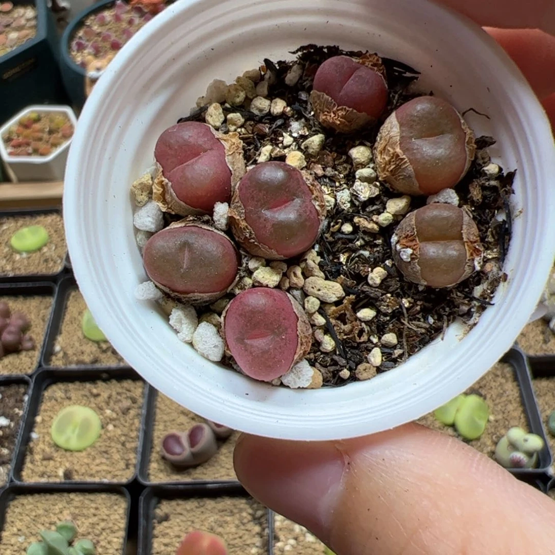 【闪购商品】402 吕