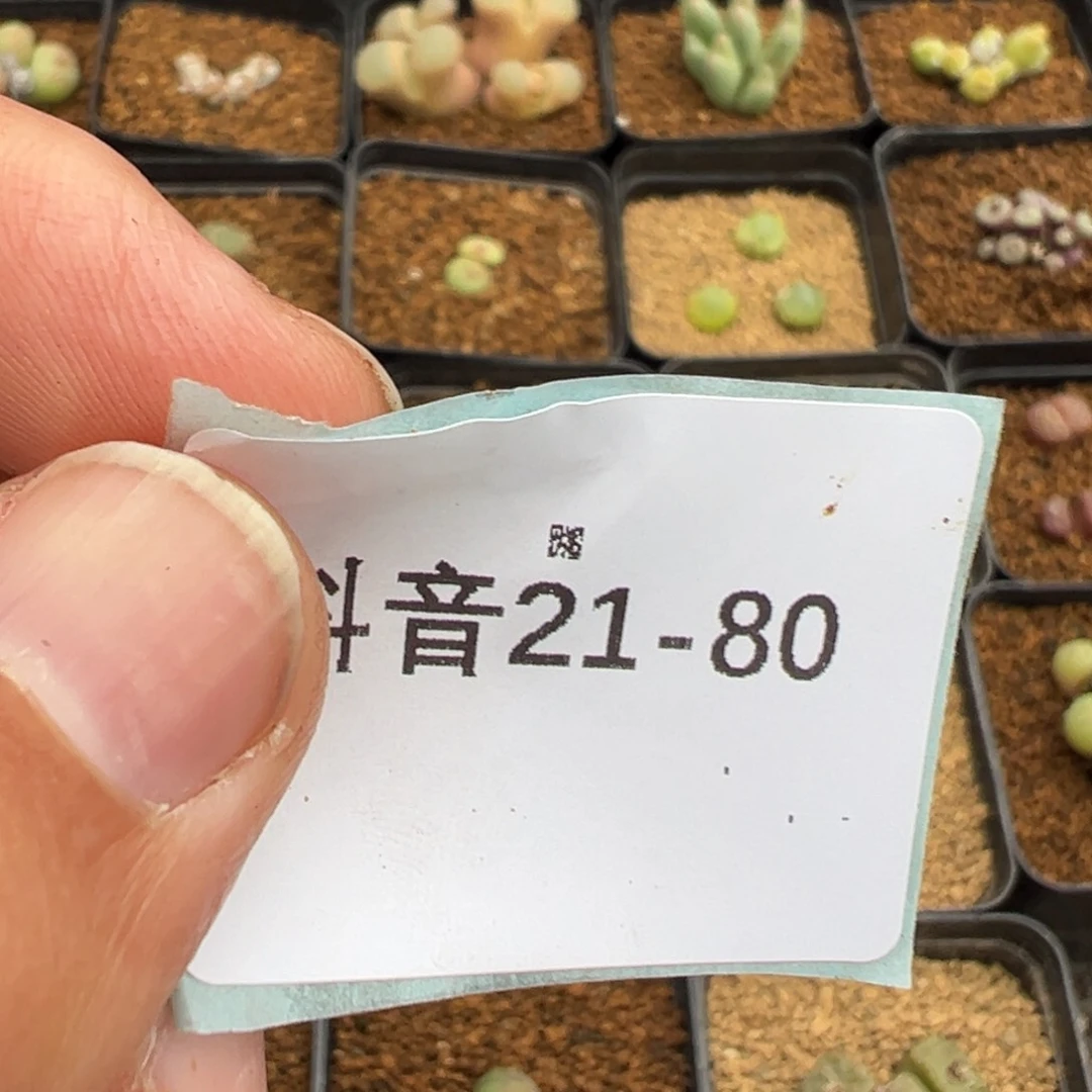 人**缘21-80粉红女郎风铃多肉