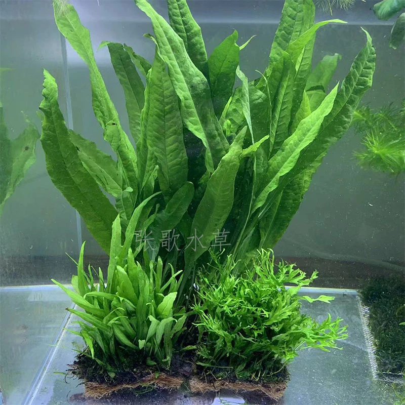 大叶铁皇冠铁皇冠网片鹿角铁皇冠绿植物增氧鱼草鱼缸装备鱼缸造景