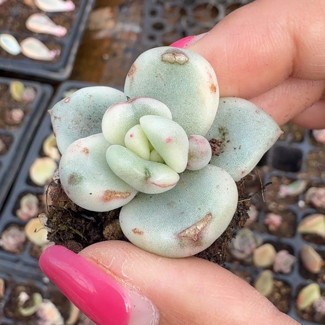 奶油鳄梨锦腹轮锦一刻的