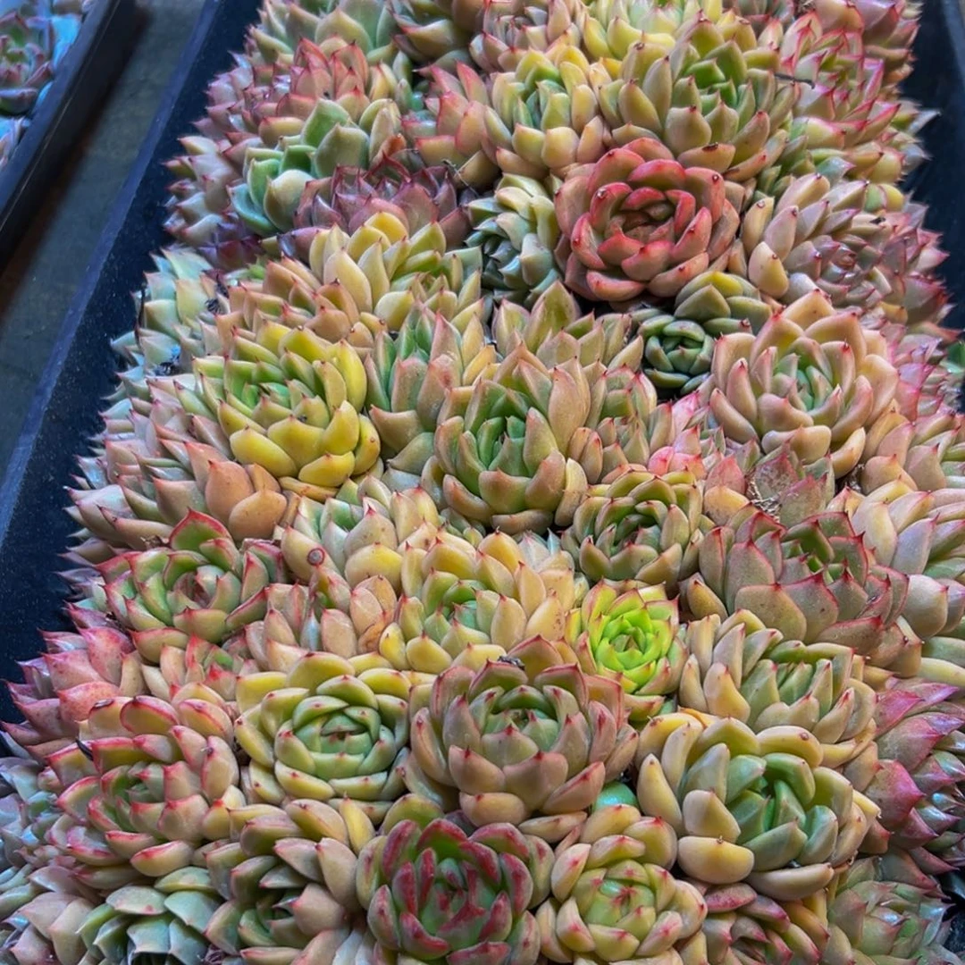 一***莲601多名教你要吃什么的