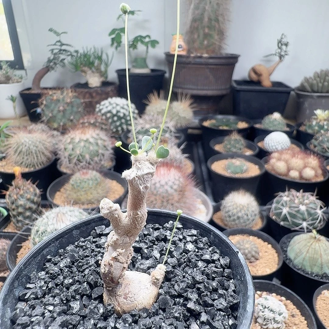 派马厚墩菊脱土发货
