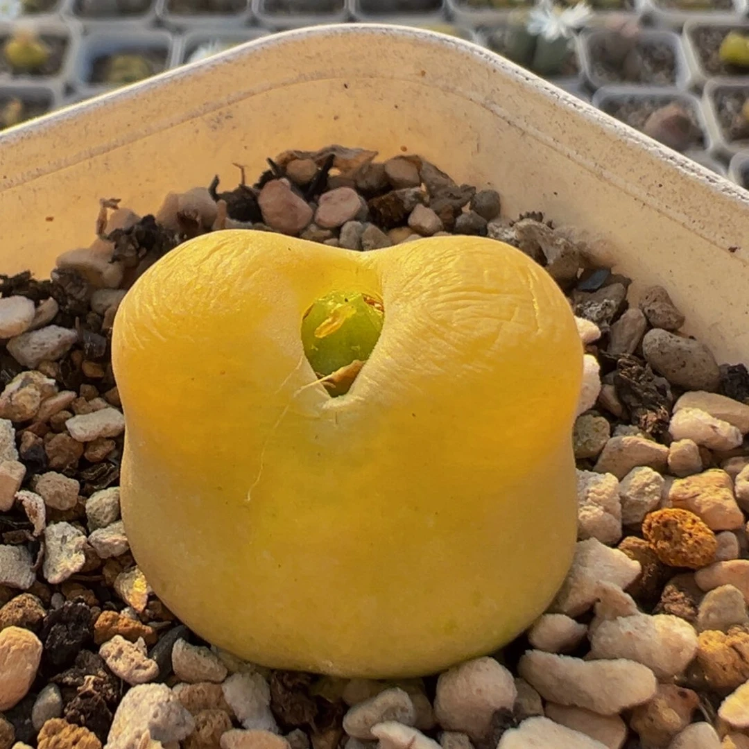 82多肉植物百科植物