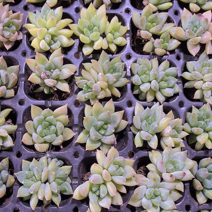 精品一单两颗幻影美人多肉