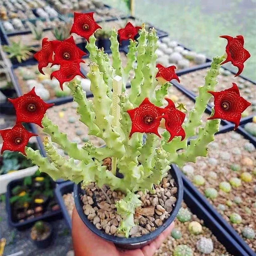 白珊瑚 稀有大颗开花萝藦科仙人掌多肉植物办公室桌面盆栽