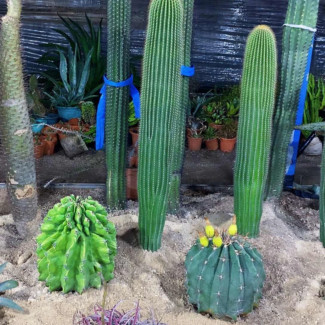 中****馆2颗0000000000000000