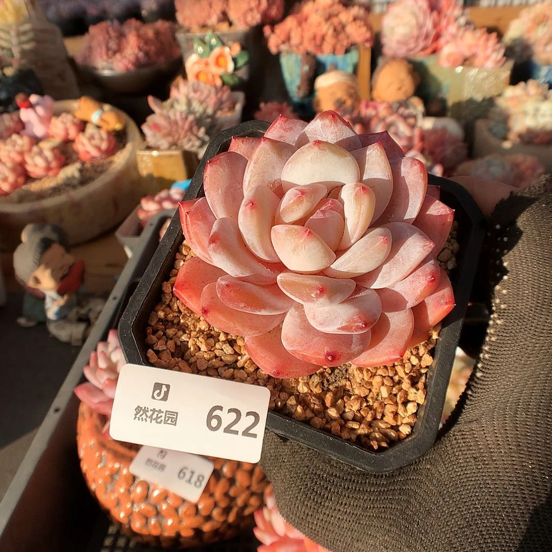 622雪天使多肉植物66666