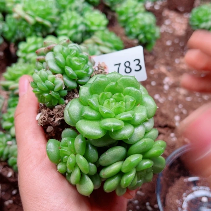 多肉植物多肉植物