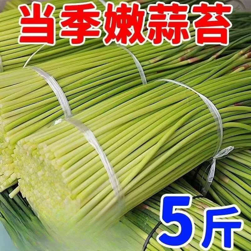 蒜苔嫩蒜毫农家自种河南蒜薹新鲜蔬菜
