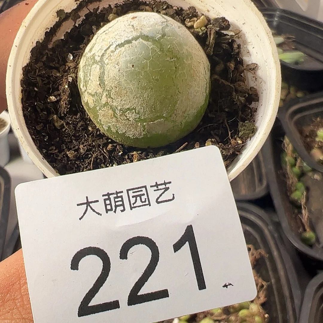 一物一拍带盆土发。  221