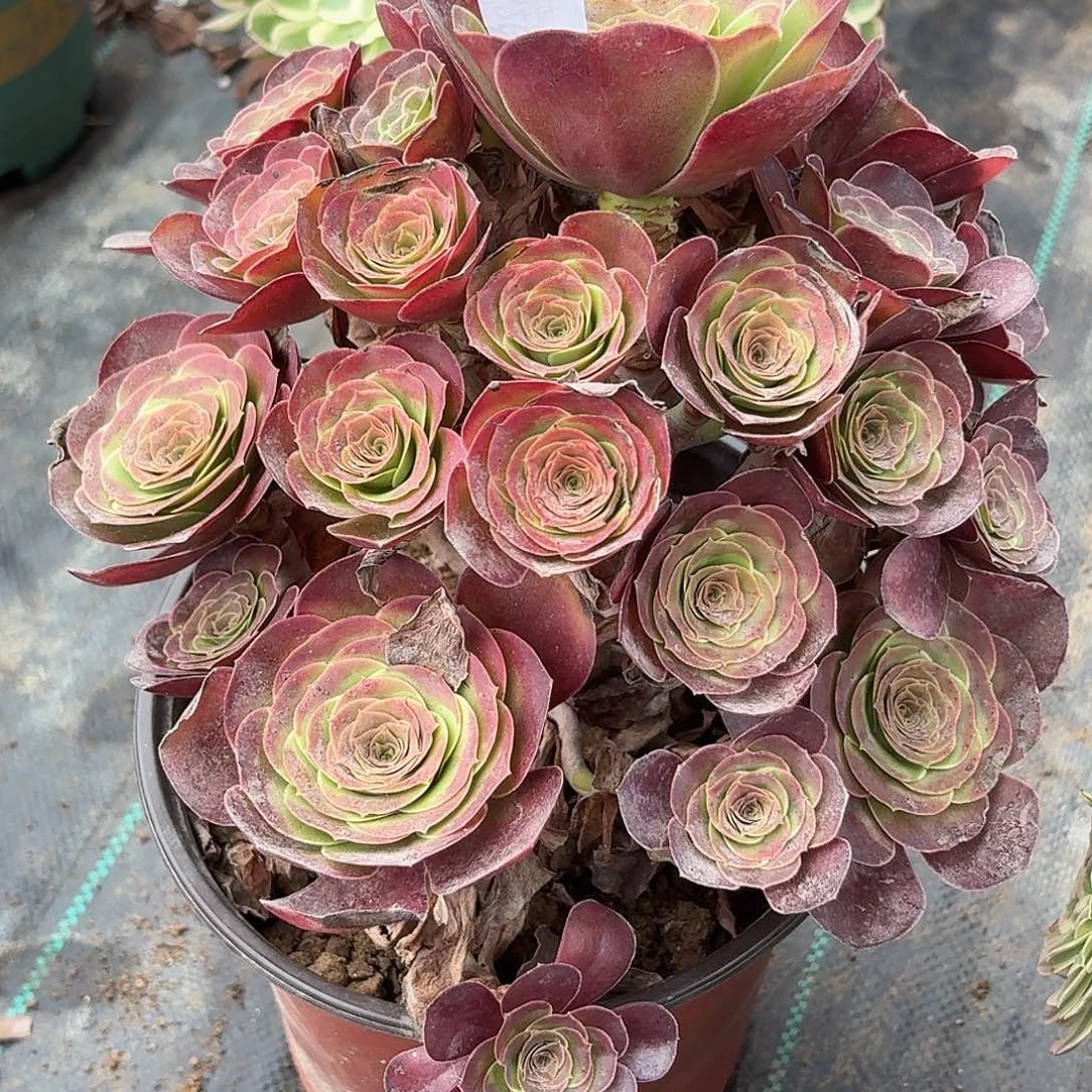 261魅金多肉植物发货