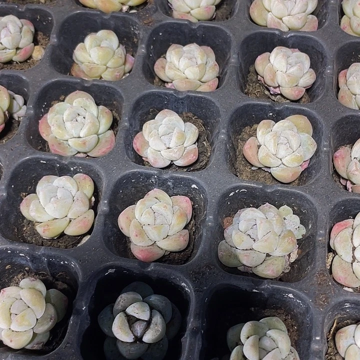 小白体冰玉1元带土