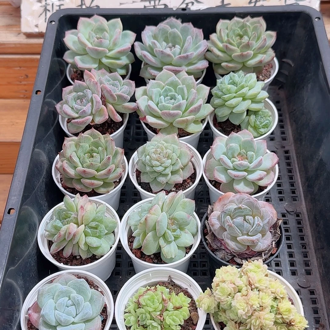 框拍多肉1002--99