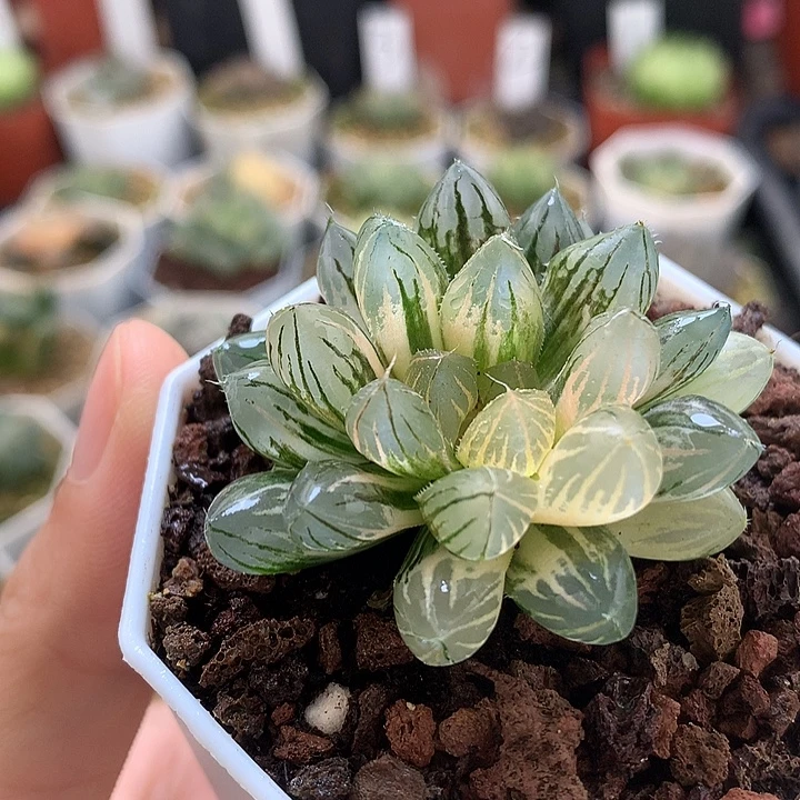 霓虹灯玉露锦带盆土发货