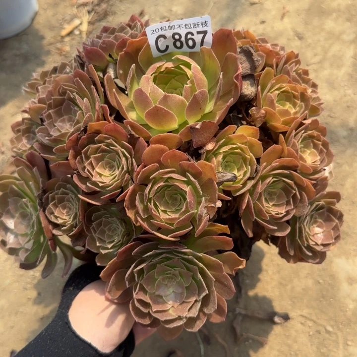 赤焰莲……多肉植物，