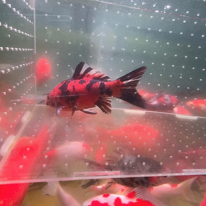 海水鱼品相自荐全场包邮