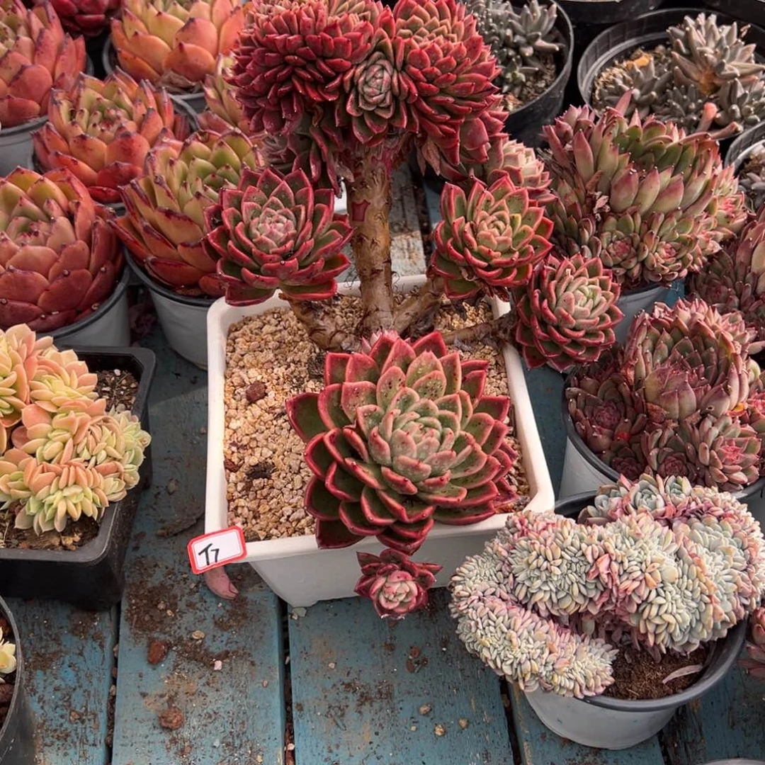 鞍***狼精品多肉植物老桩