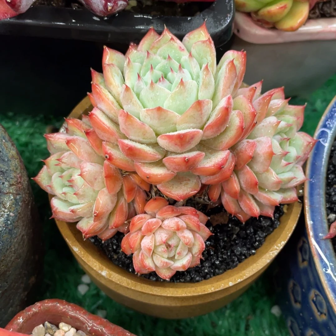 多肉植物盆栽多肉