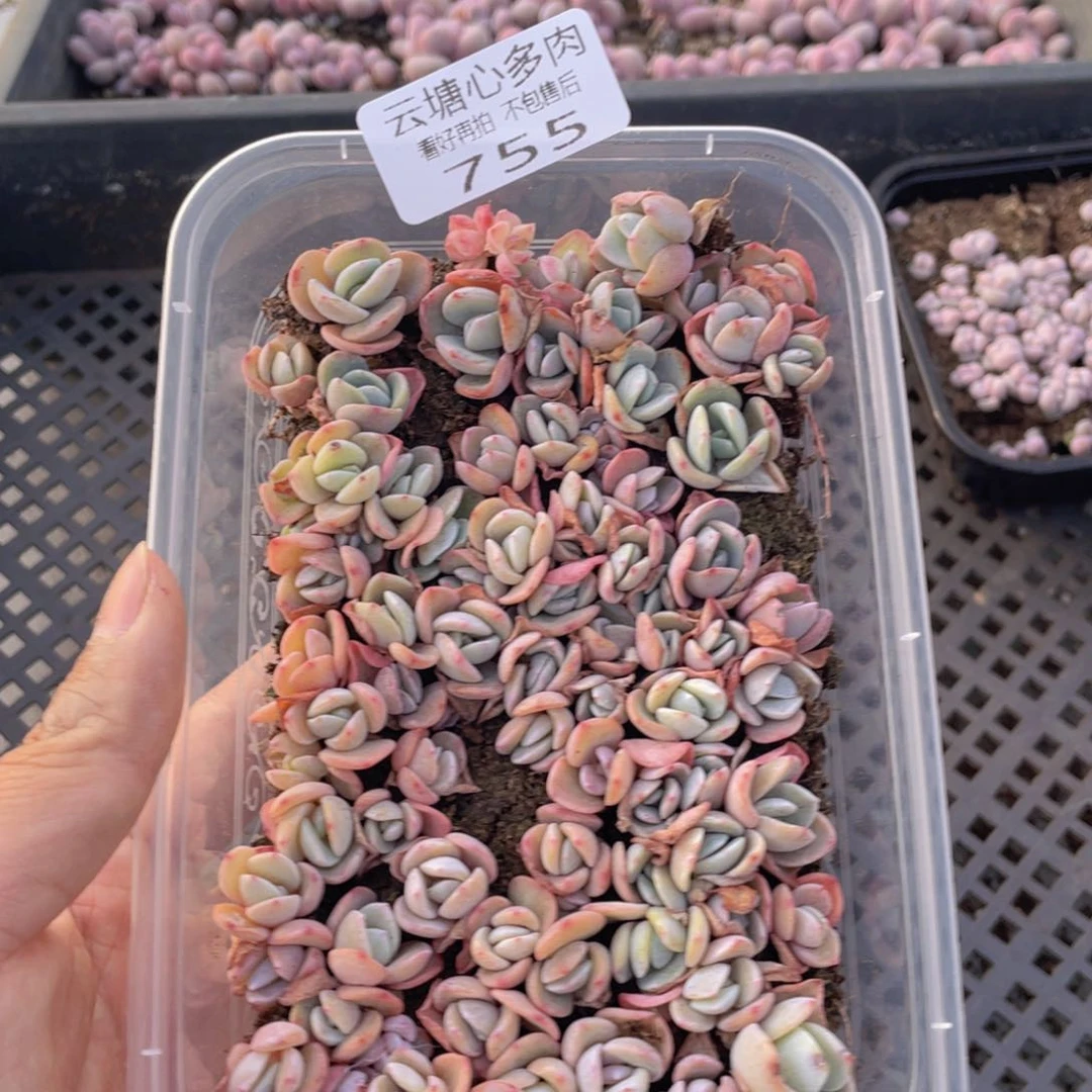云糖心多肉植物755