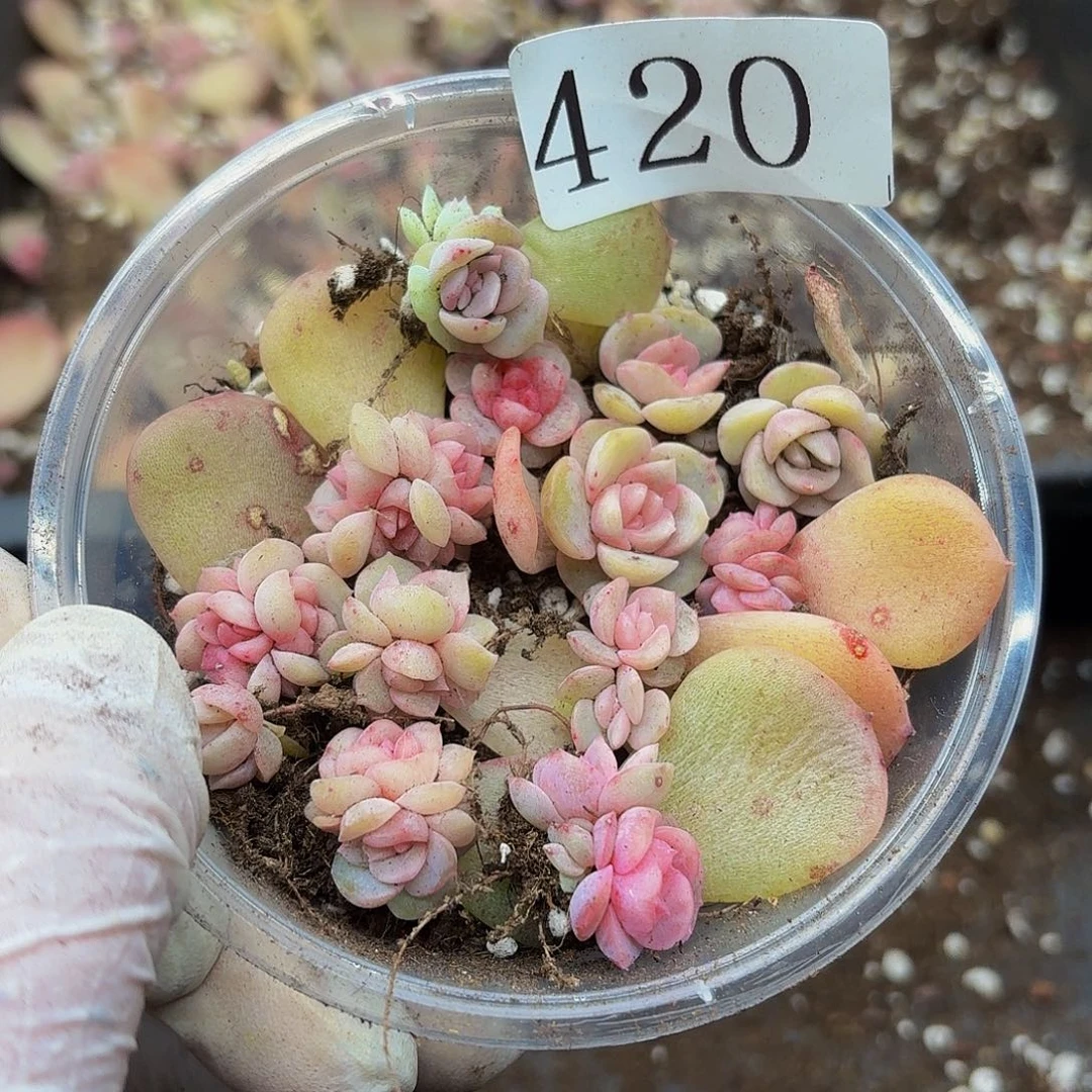 多肉植物多肉植物420