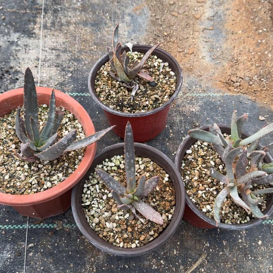 二岐多枝芦荟多肉植物