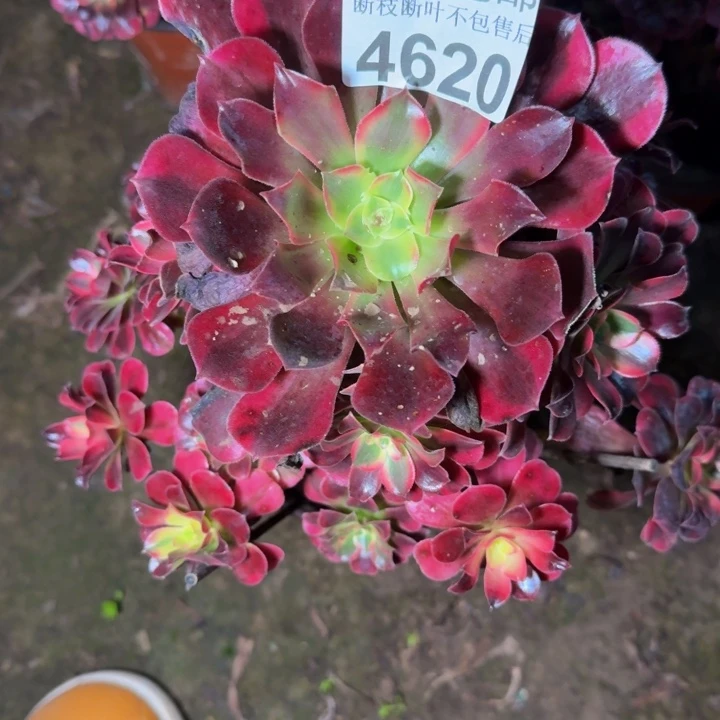 4620美杜莎不包断枝