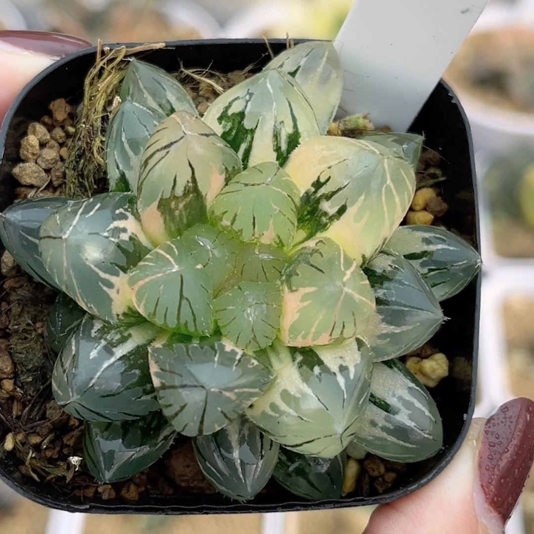 102龙爪玉露锦福利专场