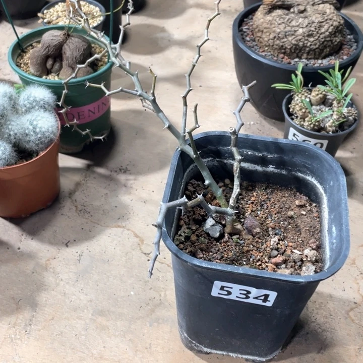 534大弯曲龙块根植物