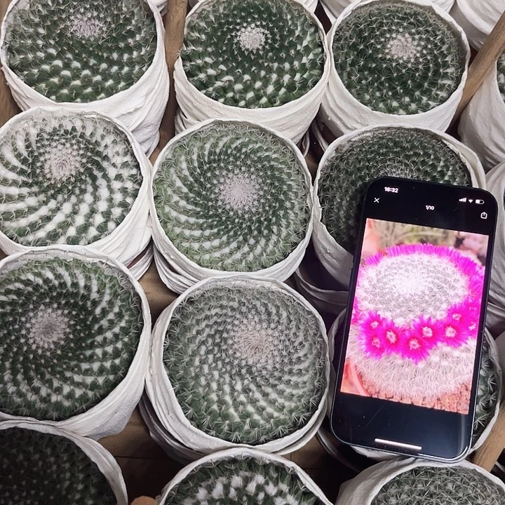 大玉翁8-10cm带盆土