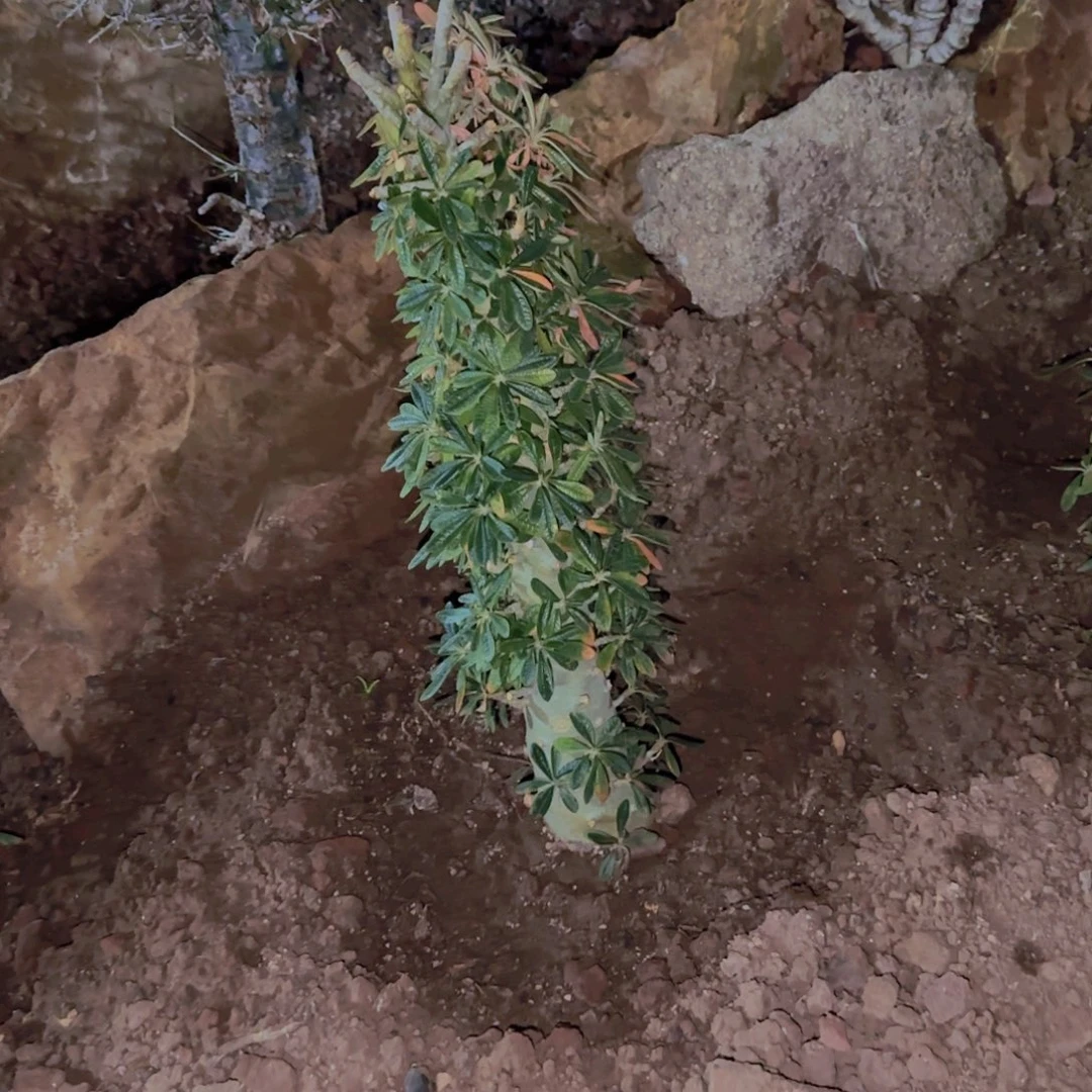 南***哥块根植物块根植物