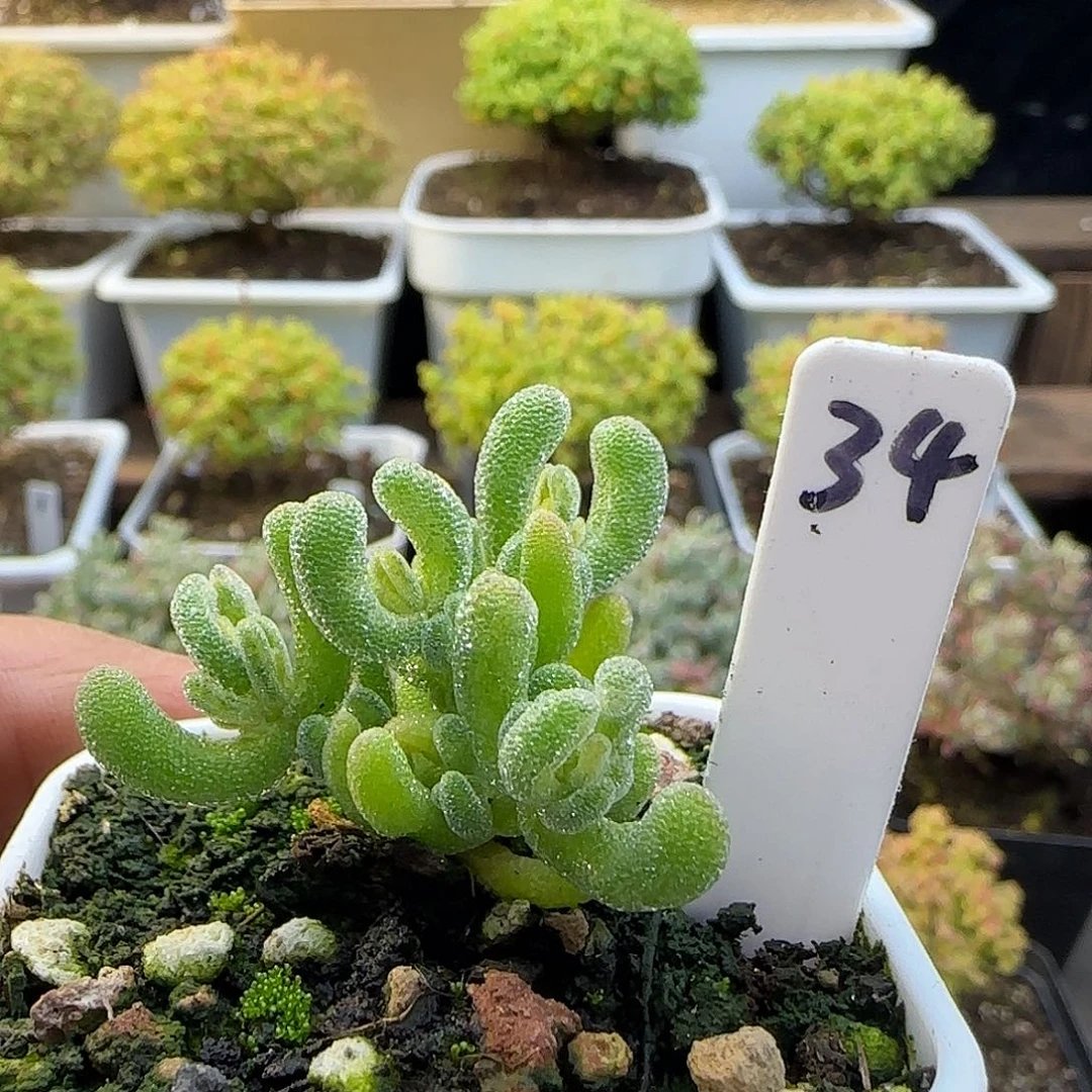 冰晶锦枝干番杏。。