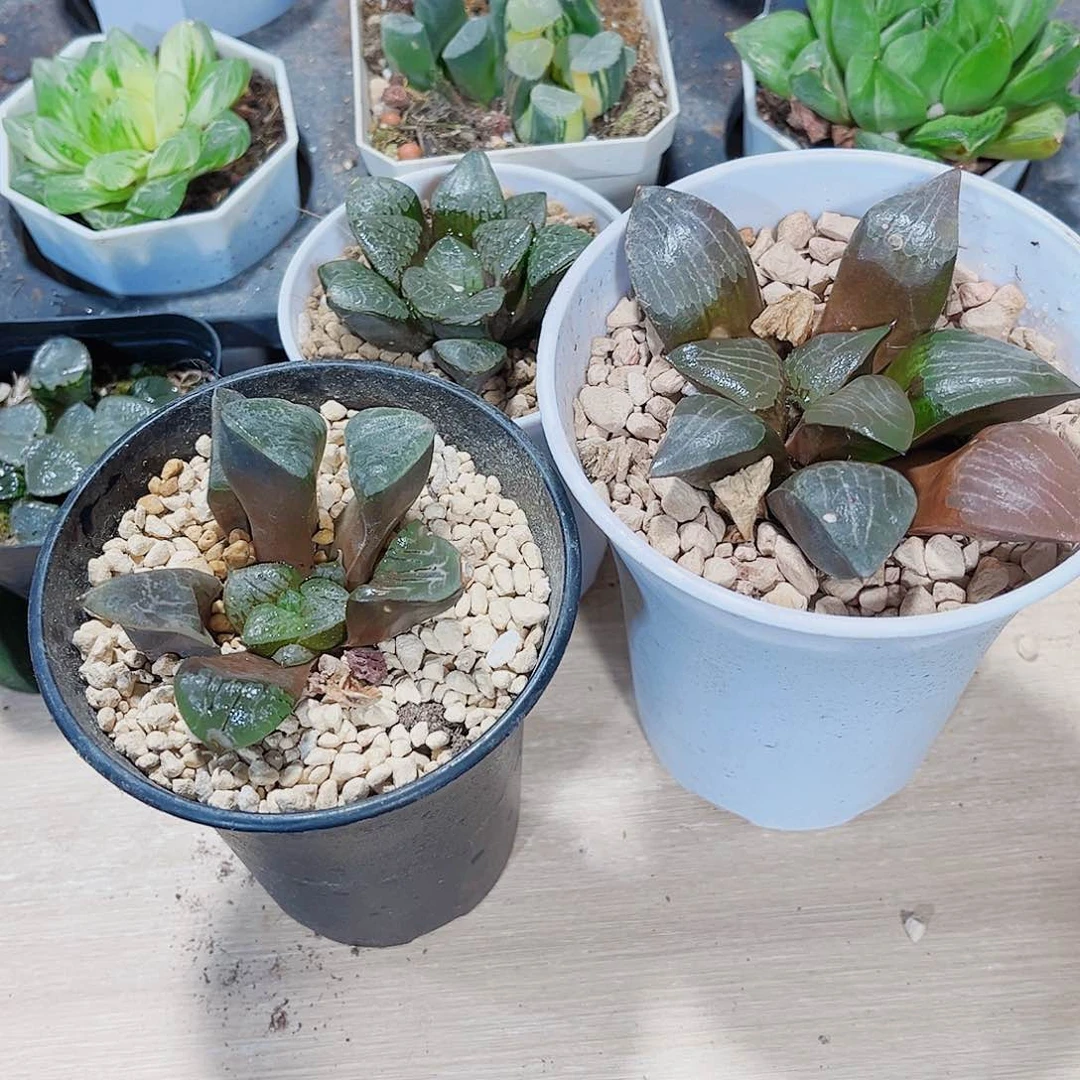 特价处理实生系列