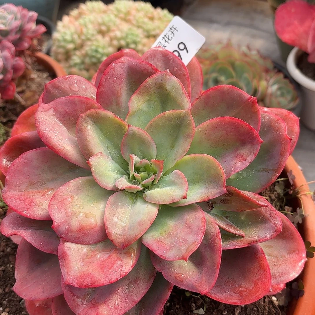 同温层多肉白凤杂99