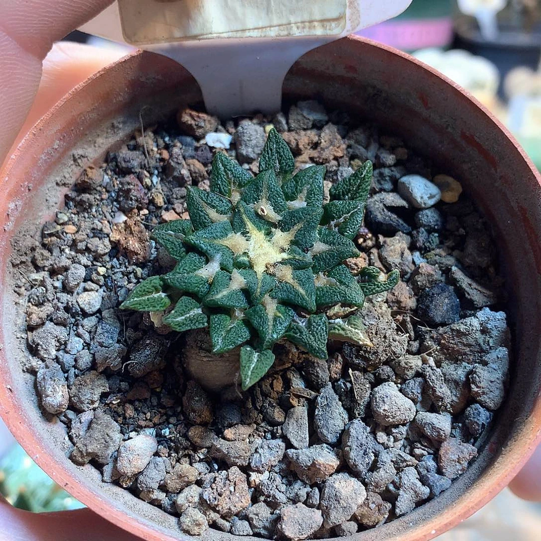 实生黑牡丹
