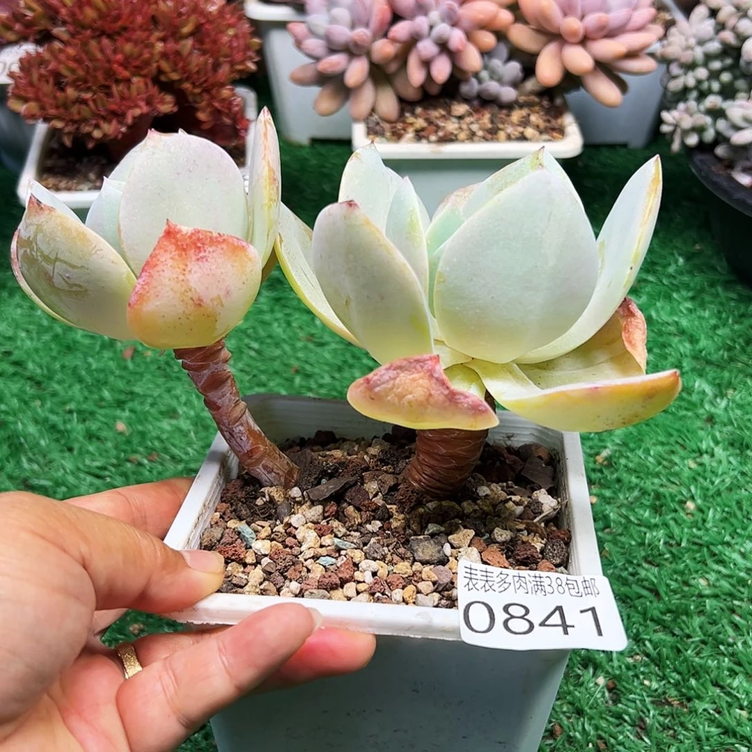 无花朵＂多肉一物一拍植物0841