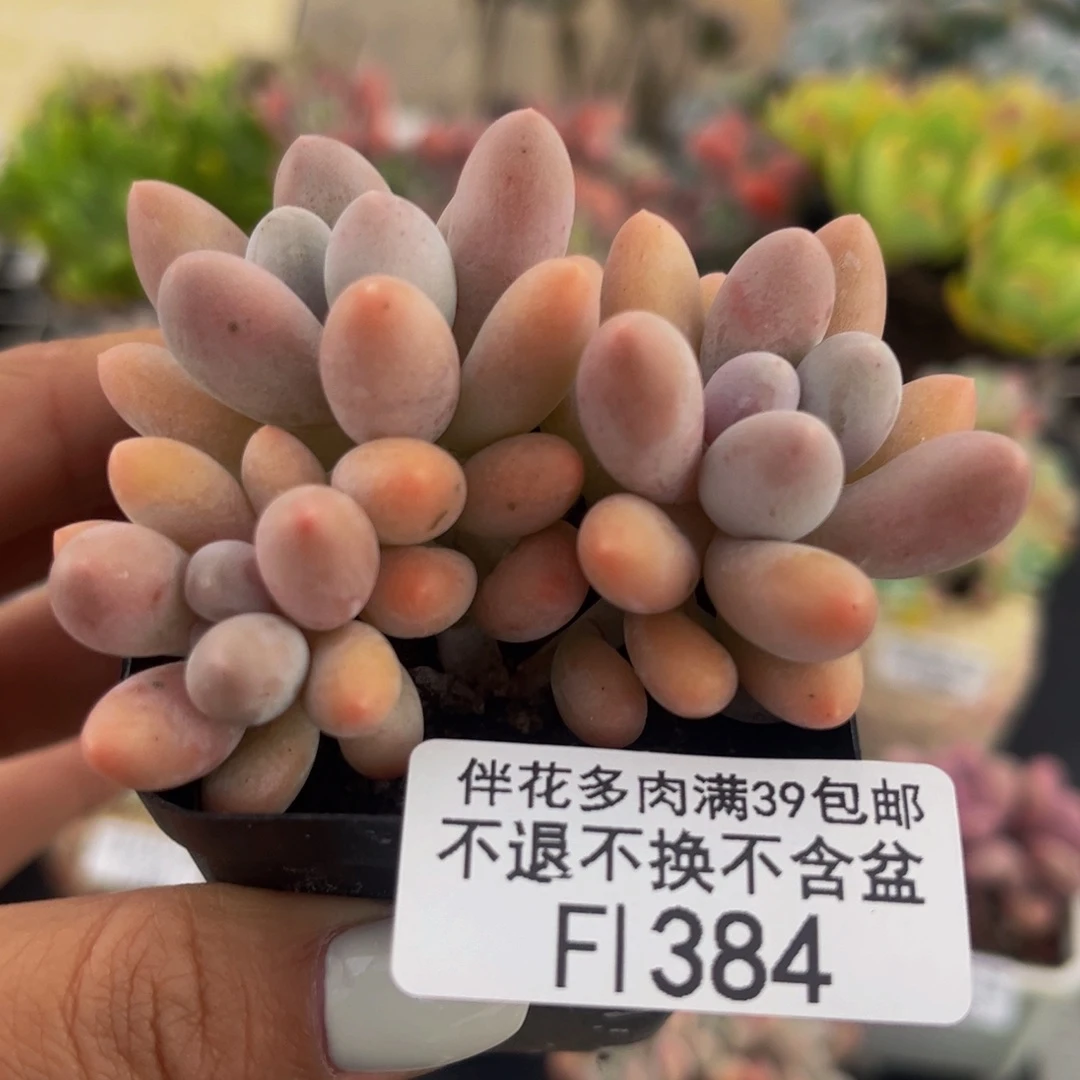384-黄金香水手指奶酪多肉6cm