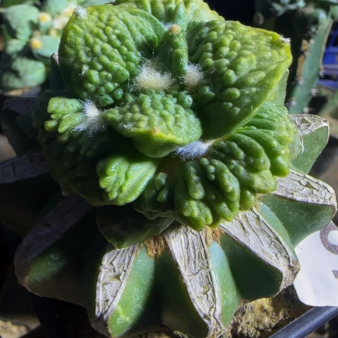 顽***夫怒涛锦887仙人球开花