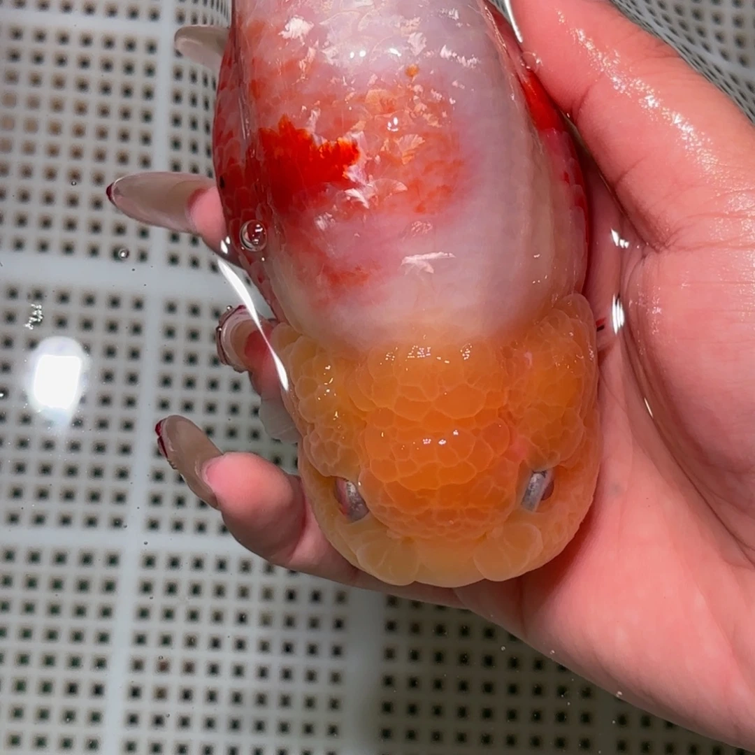 @***雅金鱼拍包装包邮不拍包装运费到付