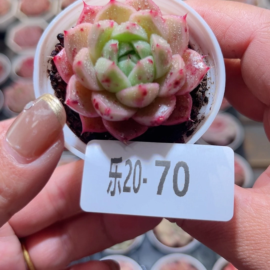 乐20-70 麦秆单头