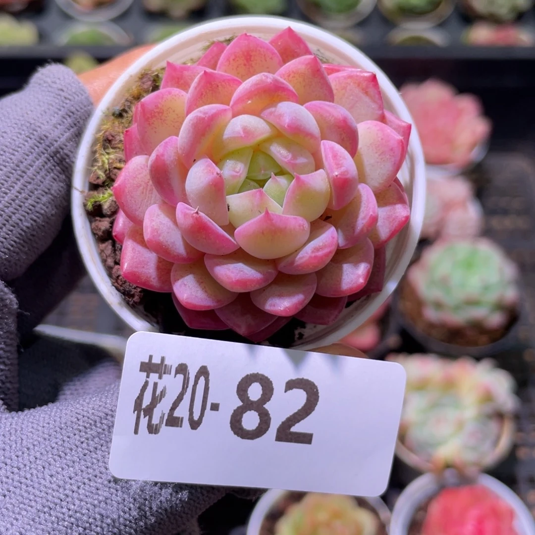 花利美20-82新品