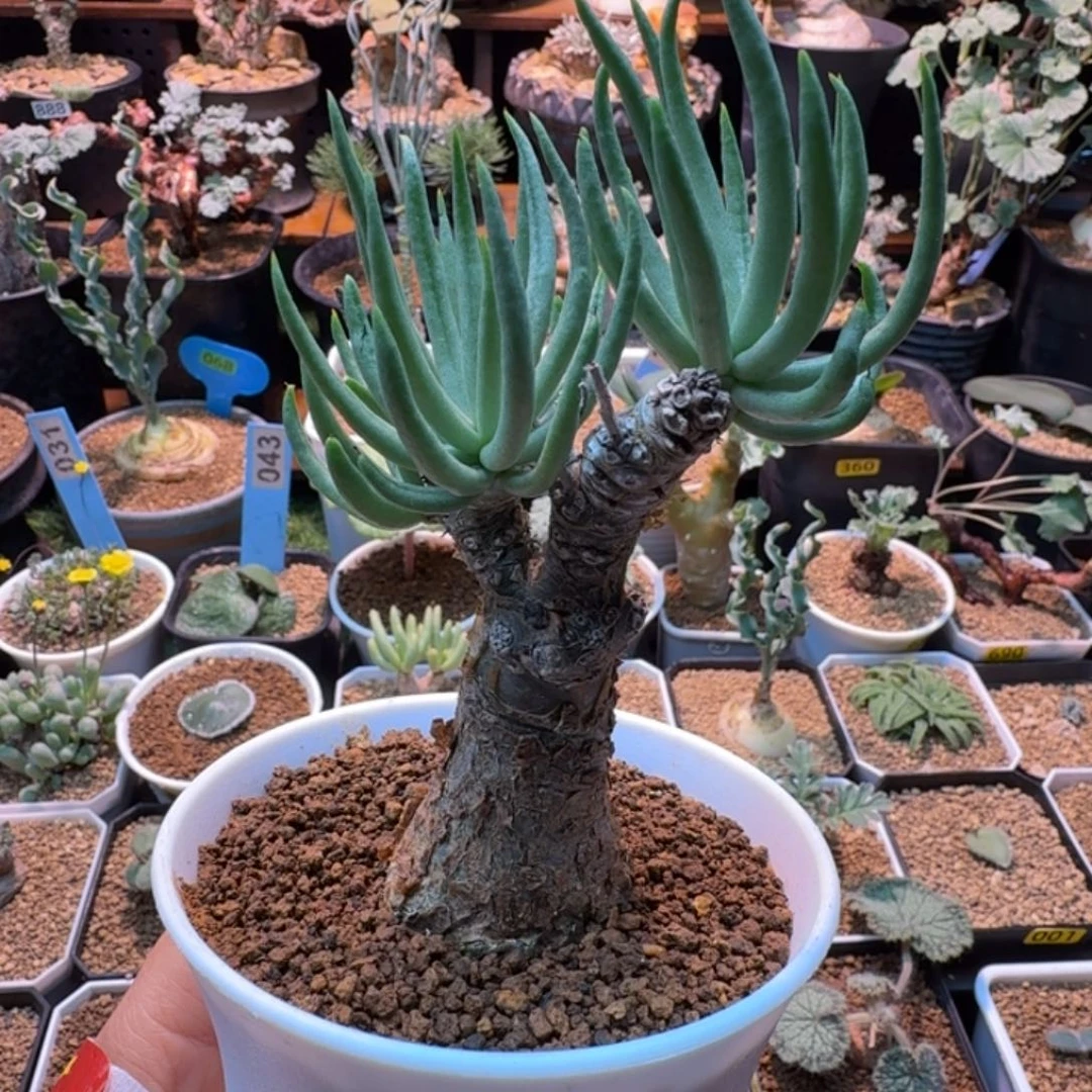 白象奇峰锦334 仙人掌