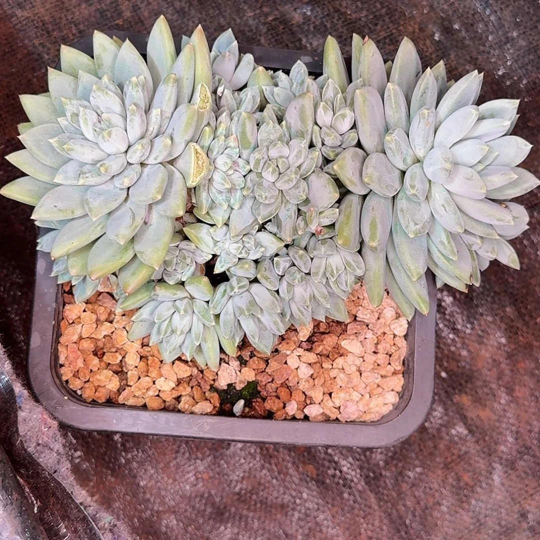 蔬***子dhjjiygh多肉植物寄养