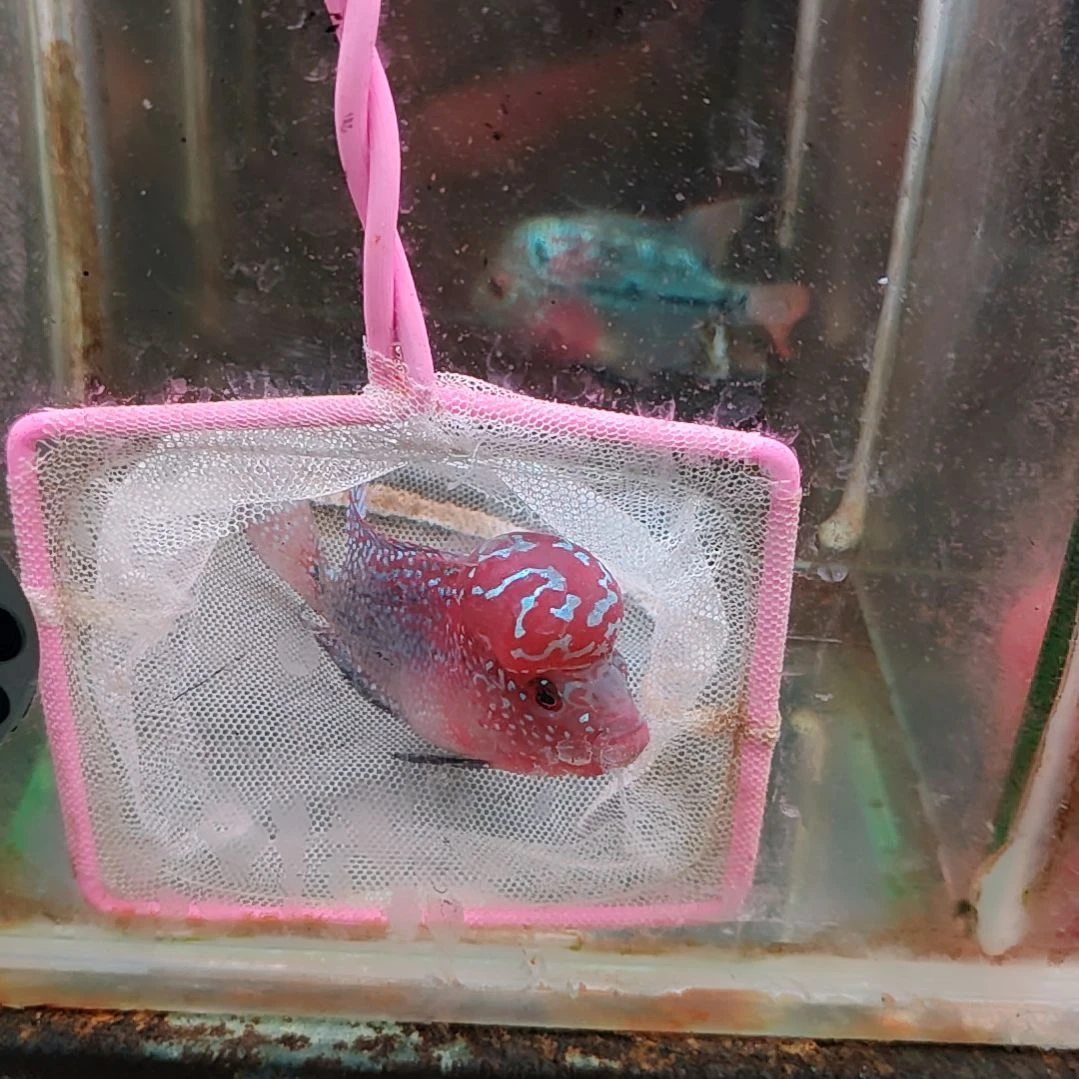 罗汉鱼222222222222