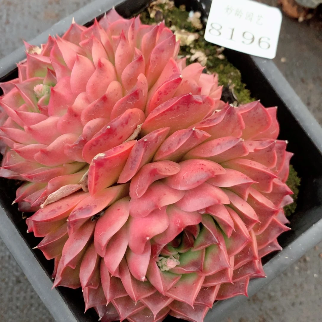 8196杂交多肉植物基地