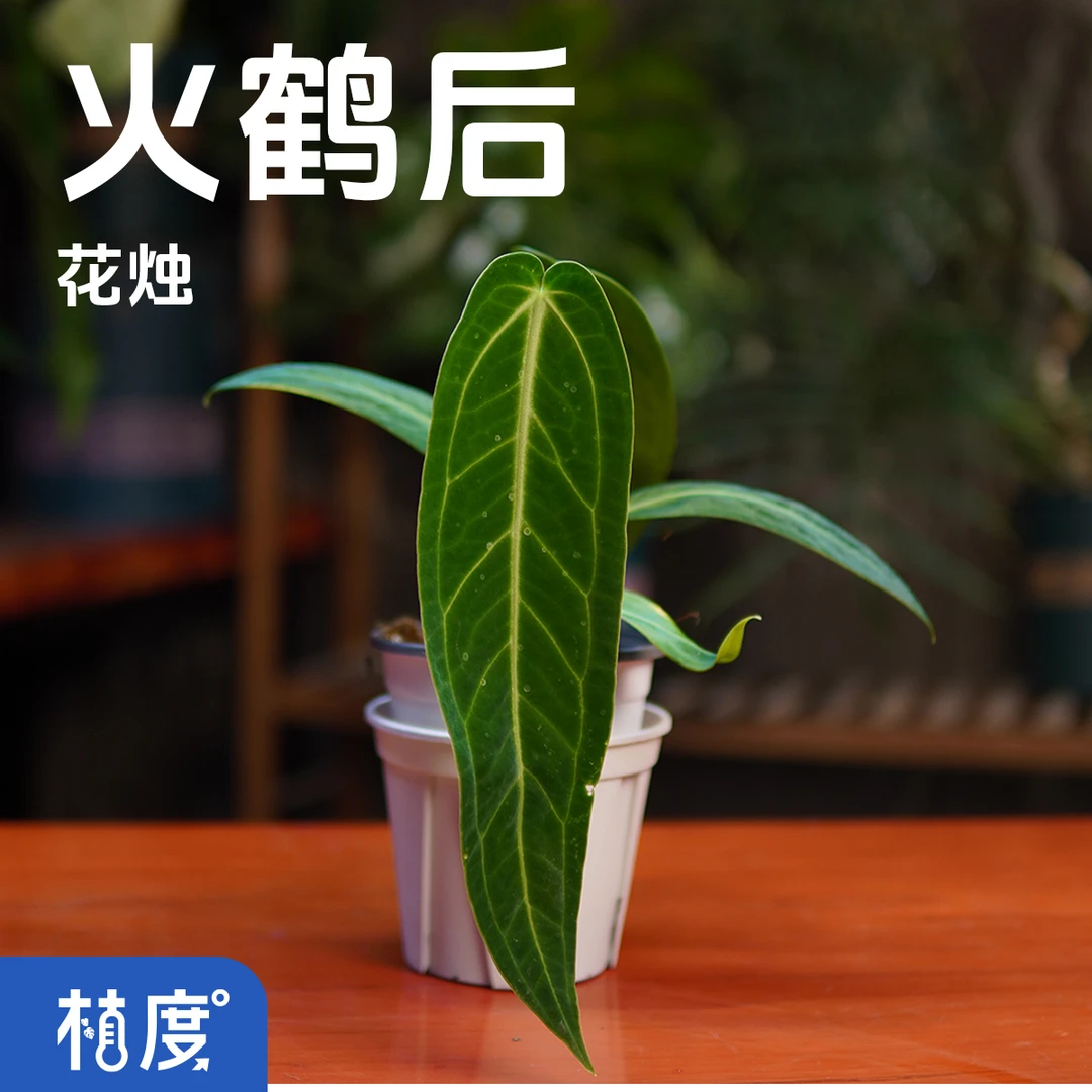 【 植度 | 火鹤后花烛】 高颜值热带观叶植物 易养净化空气绿植
