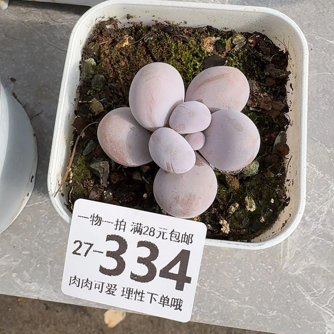 奶酪无盆土发货无