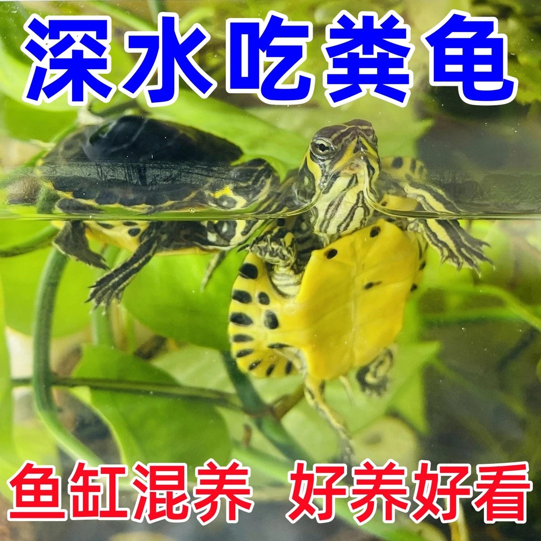 深水黄耳龟吃粪龟鱼缸混养纯种稀有侧劲冷水族观赏宠物小乌龟活物