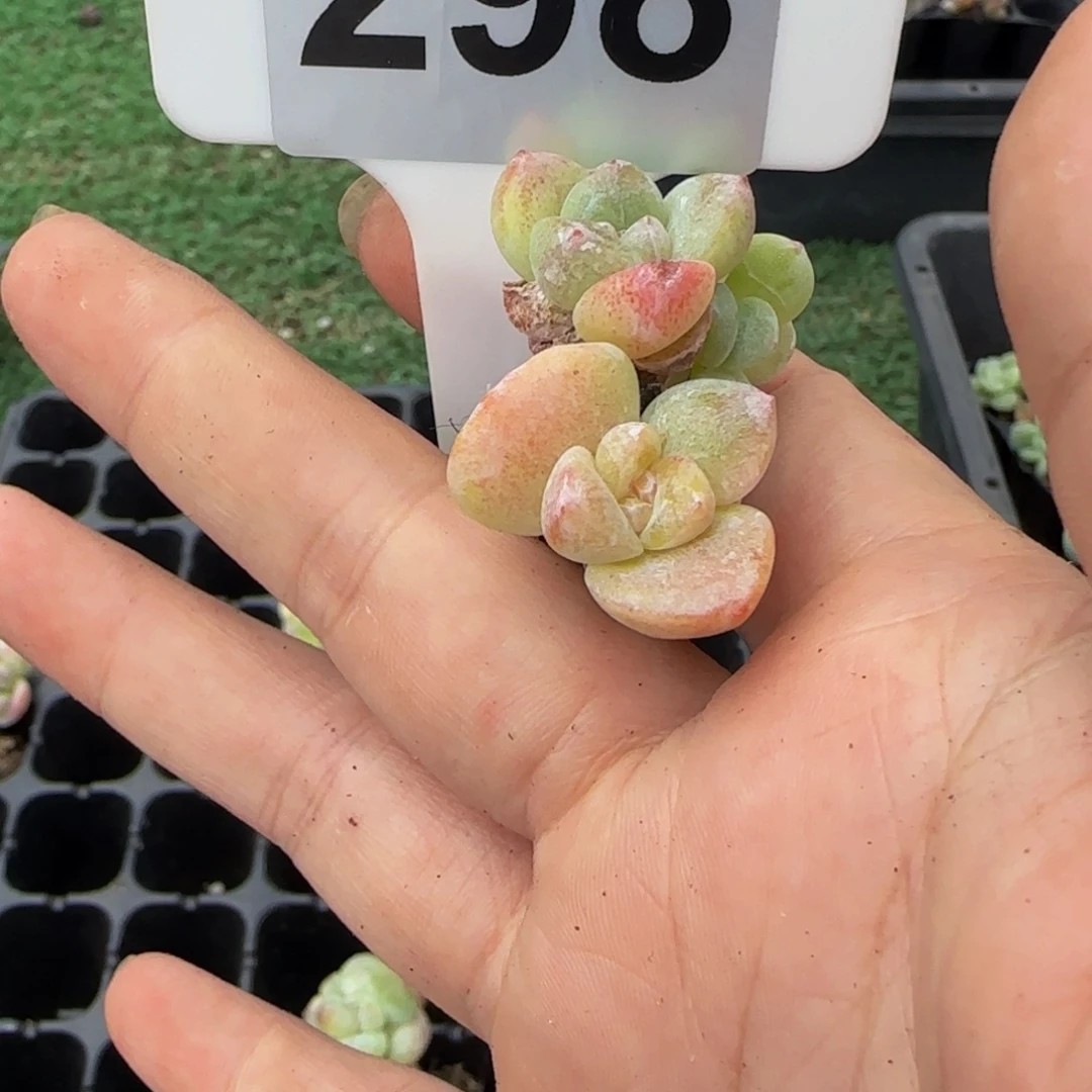 j***p298 号一物一拍特价福利